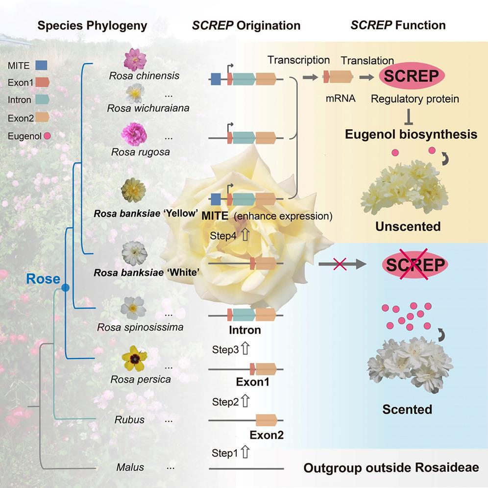 新發(fā)現(xiàn)+1 我國科學(xué)家揭示植物基因起源新機制
